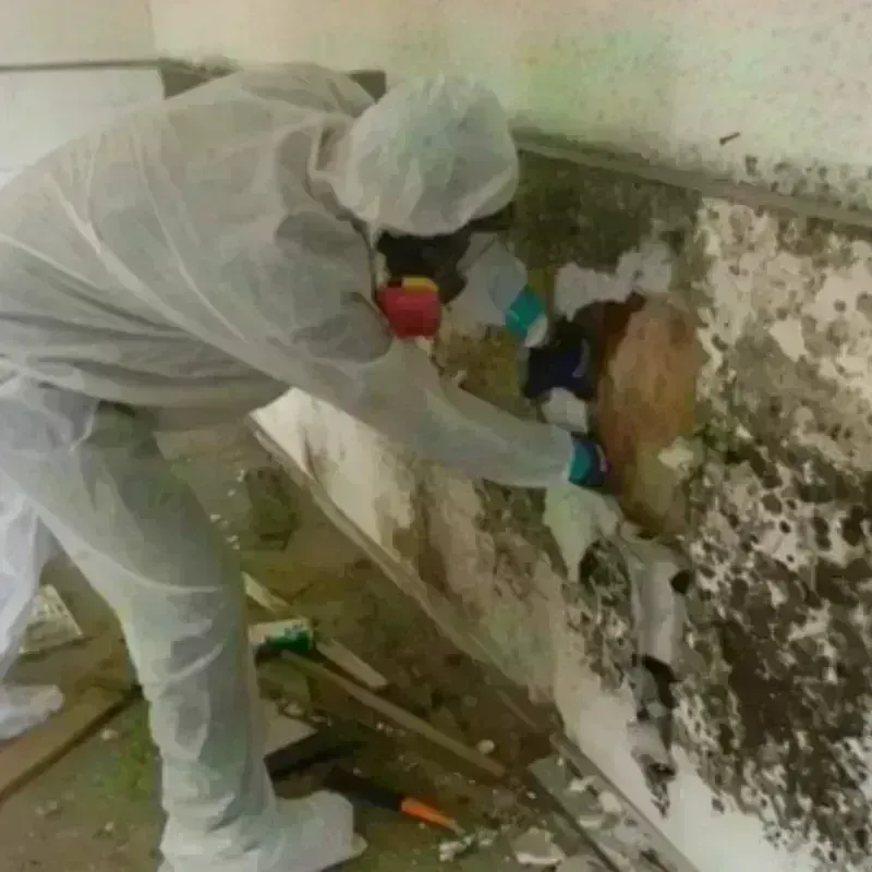 Mold Remediation and Removal in Sunderland, MA